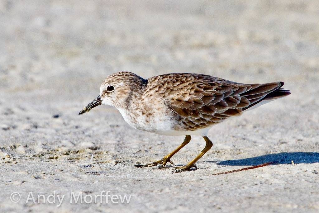 Least Sandpiper by Andy Morffew is licensed under CC BY 2.0.